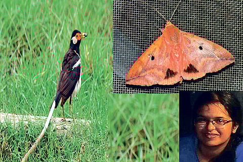 Asian Pied Starling clicked by Twisha Mullappa; Photo of Thyas Honesta by Shivani Manivannan; Mahath