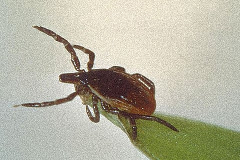 Russia's Siberia region hit by invasion of blood-sucking ticks