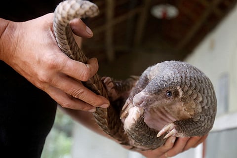 Human exploitation of nature and animals is fueling pandemics, say scientists