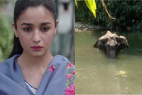 B'wood wants stricter laws after brutal death of pregnant elephant in Kerala