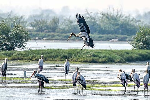 Naturalists fume at move to trim Vedanthangal sanctuary's borders