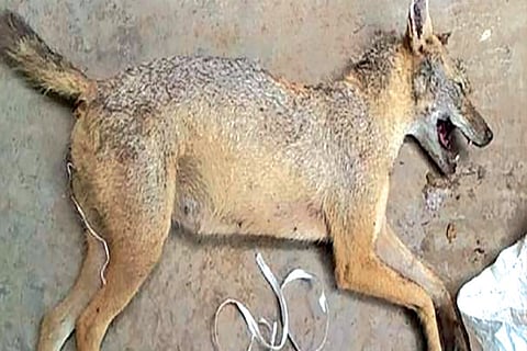 The carcass of the jackal which bit the explosives concealed in the meat