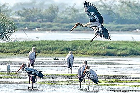 Government’s move to reduce buffer zone of Vedanthangal sanctuary faces opposition