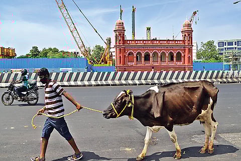 A man leads his cow near Central taking advantage of traffic-free roads