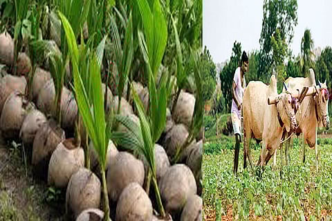 Beware of Andhra Pradesh traders’ dubious seeds: Vellore ryots