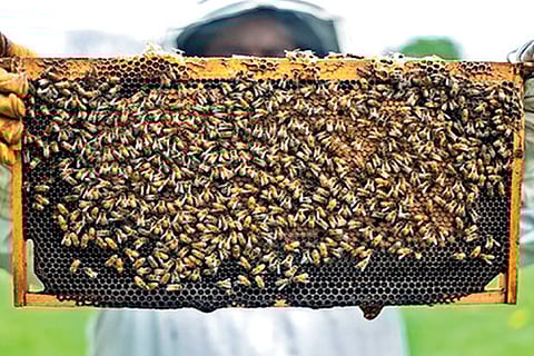 Virus effect turns beekeeping trade sour in State