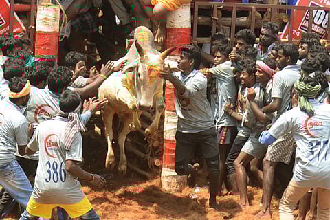 Youngsters taming the bull at a jallikattu event in Nanjikottai in Thanjavur