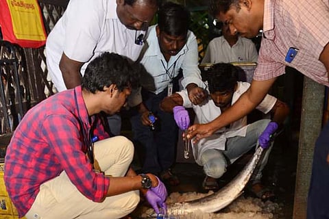 Food Safety officers and lab analysts testing the seafood at Karimedu fish market in Madurai on Saturday