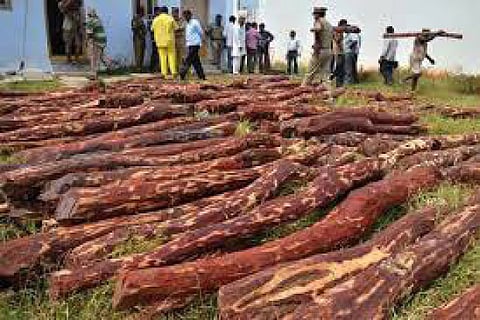 The red sanders logs seized by officials in Tiruvannamalai that is becoming a transit hub for valuable logs