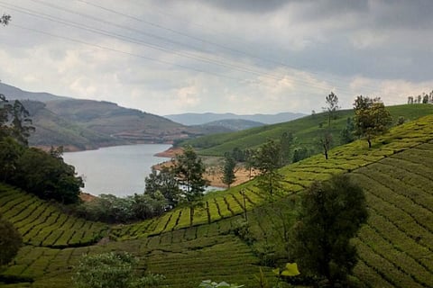 The splendid view of the Avalanche lake and the nearby forest area