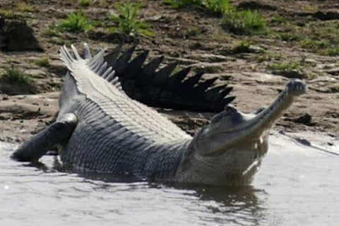 Centre declares National Chambal Sanctuary in MP as eco-sensitive zone