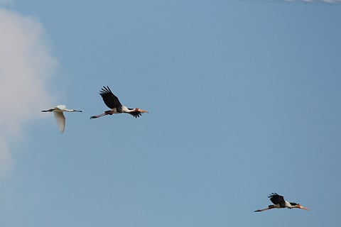 The Spoon bill stork spotted in the State during this migratory season