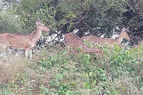 Deer at the Selaiyur lake