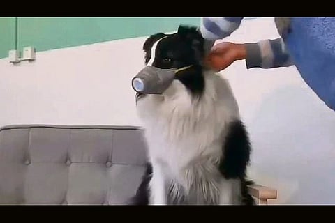 Aussie racing dogs face quarantine over canine COVID-19 outbreak