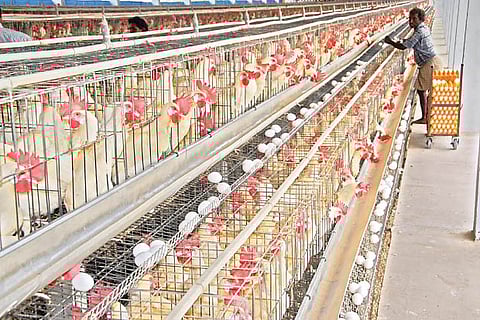 Rumours bring down sale of chicken in city