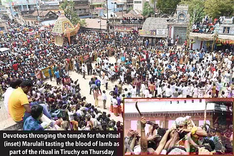 1,500 lambs sacrificed at Kutti Kudi festival