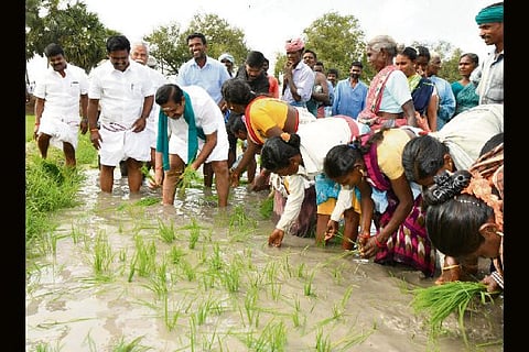 Chief Minister Palaniswami transplanting paddy saplings in a farm at Siddhamalli in Tiruvarur, on Saturday