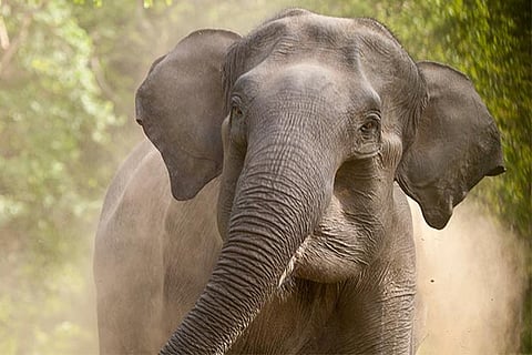 Elephant population down in TN: Anbarasan