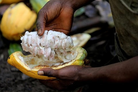 U.S. investigates child labour in Ivory Coast cocoa supply chains