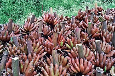 Harvested bananas in Theni.