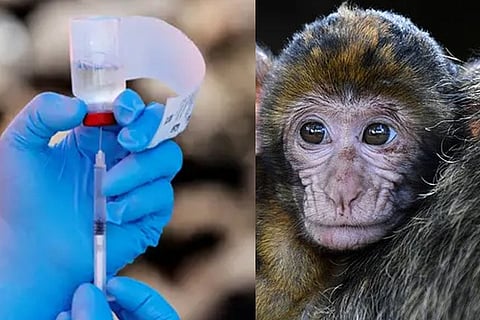 Oxford COVID-19 vaccine candidate protects monkeys in trial