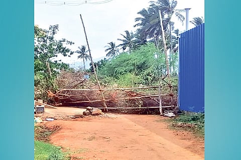 Entry blocked to a grape vineyard in a containment zone at Odaipatti