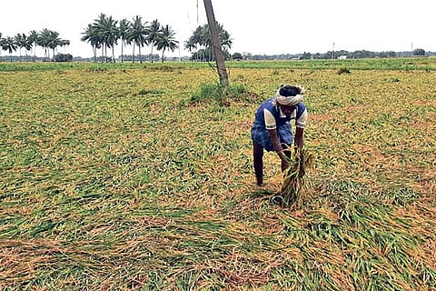 Paddy crops damaged by rain at a field in Thanjavur