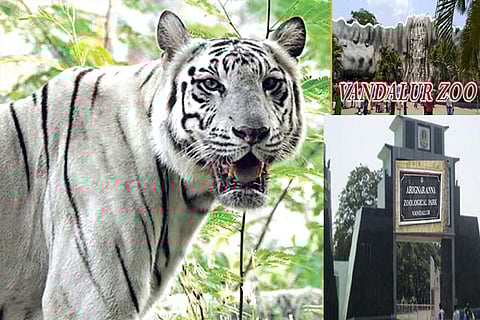 Tigress Anu’s sponsporship to continue