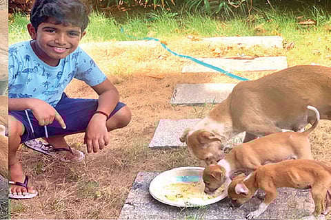 Arnav feeding puppies