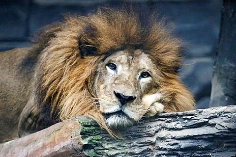 As big cats go hungry, Indonesia zoo considers 'worst-case' deer cull