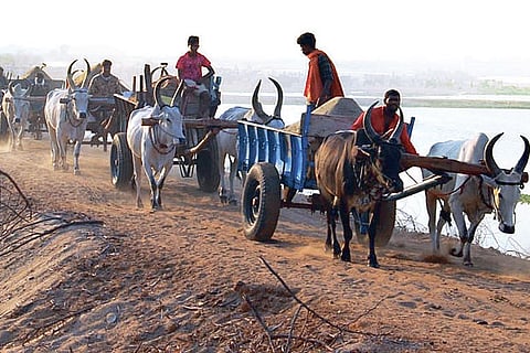 Bullock cart owners and workers ferrying river sand loads in Tiruchy on Tuesday