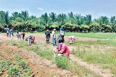 Works under way for excavation at Kodumanal in Erode district on Thursday