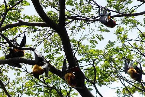 Bats died in UP due to brain stroke: IVRI report