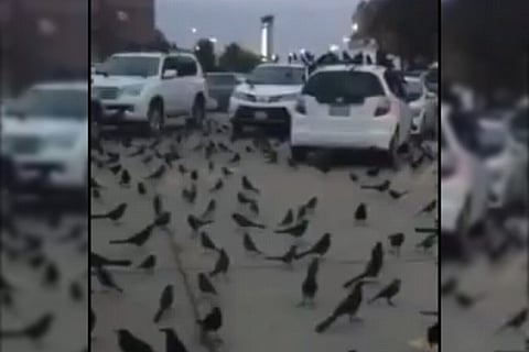 Are crows attacking the living in Saudi Arabia following the locusts in India?