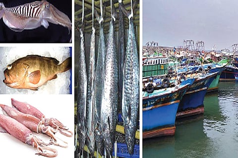 Varieties of fish exported from India; Mechansied boats anchored at Colachel harbour (right)