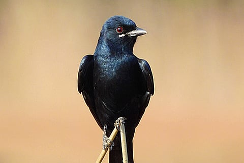 Photo source: Wikipedia