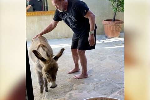 Arnold Schwarzenegger works out with pet donkey