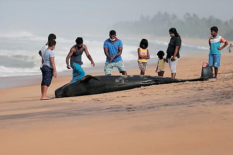 Sri Lankan navy, villagers rescue more than 100 stranded whales