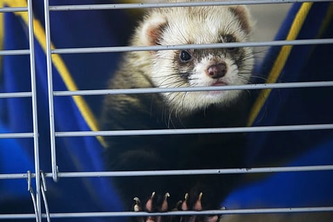 Ferrets are used by scientists studying flu, SARS and other respiratory diseases because the animals