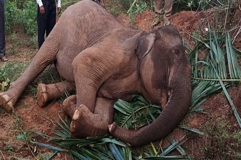 Jumbo calf dies of infestation in Valparai