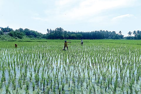 Cultivation in full swing at a field in Thanjavur