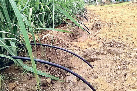 The Punjab pit planting method yielding rich growth and high harvest