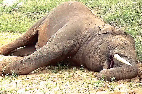 The dead jumbo near Udedurgam found on Sunday