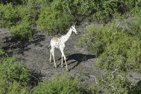 World's last known white giraffe gets GPS tracking device
