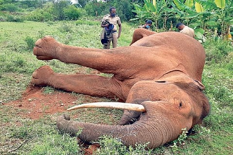 A wild tusker which was electrocuted in Coimbatore early on Wednesday