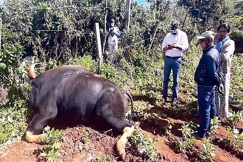 The Indian gaur found dead in The Nilgiris on Friday