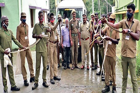 Irulas catch 67 snakes, including venomous ones, from steel factory