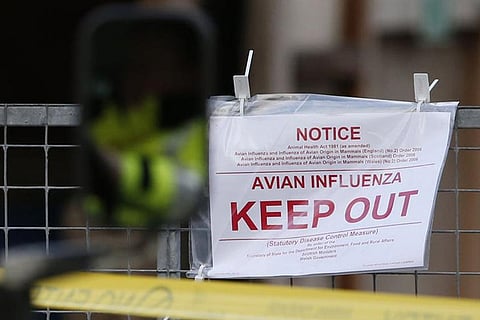 Norway makes its first discovery of highly pathogenic bird flu