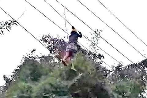 Tangedco staff Ulaganathan walking on HT line to clear tree branches that had fallen due to Cyclone