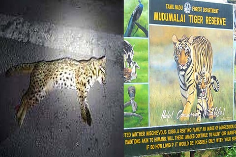 A dead leopard cat at Mudumalai tiger reserve